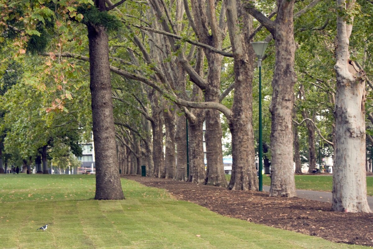 플라타너스 가로수길 (Grand Allée of Plane Trees)